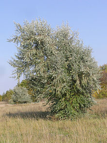 Elaeagnus angustifolia (habitus).jpg