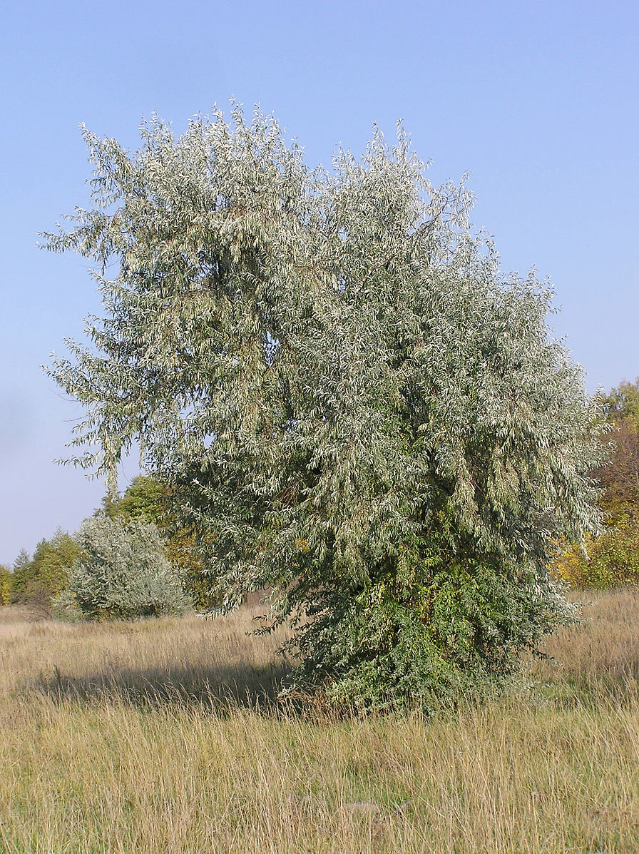 Лох серебристый Дикая маслина