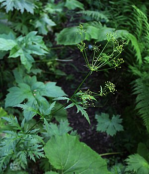 Eleutherospermum cicutarium 31534219.jpg