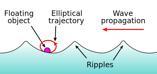 When an object bobs up and down on a ripple in a pond, it follows approximately an elliptical trajectory.