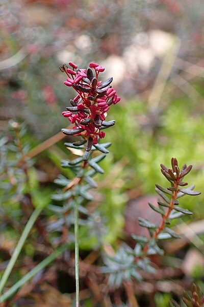 File:Empetrum nigrum subsp. nigrum kz3.jpg