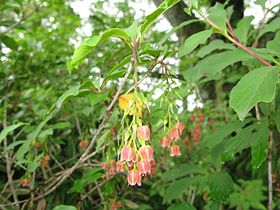 Enkianthus sikokianus 1.JPG