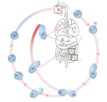 diagram without labels/Diagram ohne Legend