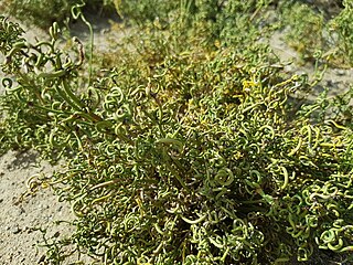 <i>Ephedra przewalskii</i> Species of seed-bearing shrub