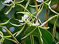 Epidendrum ciliare