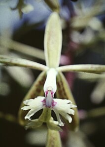 Epidendrum cristatum - 2.jpg