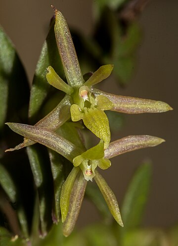 Epidendrum nanum