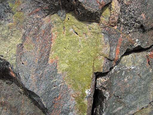 Epidotic granite dike (Giants Range Batholith, Neoarchean, 2.674-2.682 Ga; Confusion Hill roadcut, just north of Virginia, Minnesota, USA) 6 (23315307049)