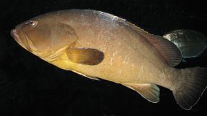 Pesce: I taxa del raggruppamento pesci, Habitat e distribuzione, Pesca e piscicoltura