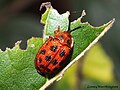 Miniatura para Epistictina viridimaculata