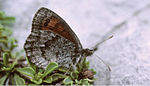 Erebia calcaria – Flügelunterseite