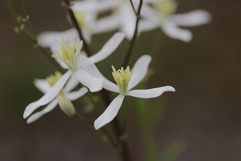 File:Erect Clematis - Clematis recta (27410641133).jpg