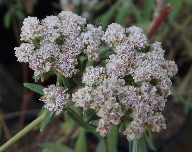 File:Eriogonum arborescens.jpg