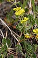 Eriogonum umbellatum