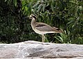 Esacus recurvirostris -Ranganathittu Bird Sanctuary, Karnataka, India-8.jpg