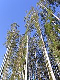 Thumbnail for Eucalyptus grandis