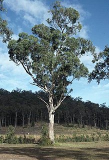 <i>Eucalyptus seeana</i> Species of eucalyptus