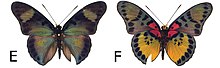 Euphaedra sarcoptera styx male dorsal (e); ventral (f).JPG