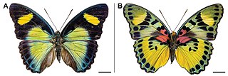 <i>Euphaedra temeraria</i> Species of butterfly