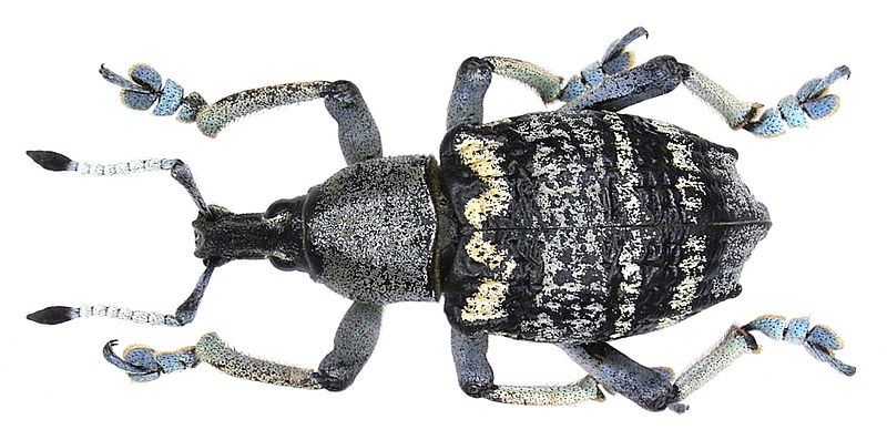 File:Eupholus nickerli Heller, 1913 (3450933800).jpg