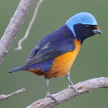 Elegant euphonia