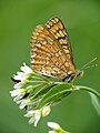 Euphydryas aurinia