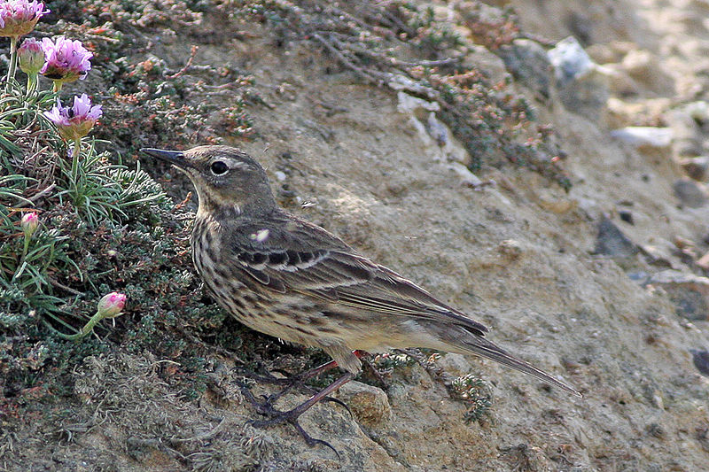 File:Eurasian Rock Pipit.jpg