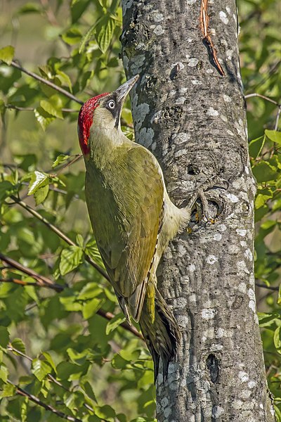 File:European green woodpecker (Picus viridis) female.jpg