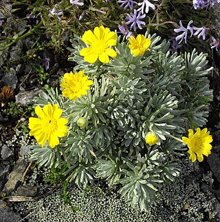 <i>Euryops acraeus</i> Species of flowering plant