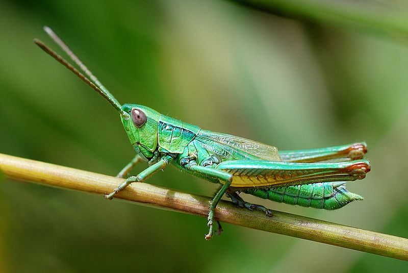 File:Euthystira brachiptera male (3788499268).jpg