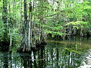 Everglades Park swamp.JPG