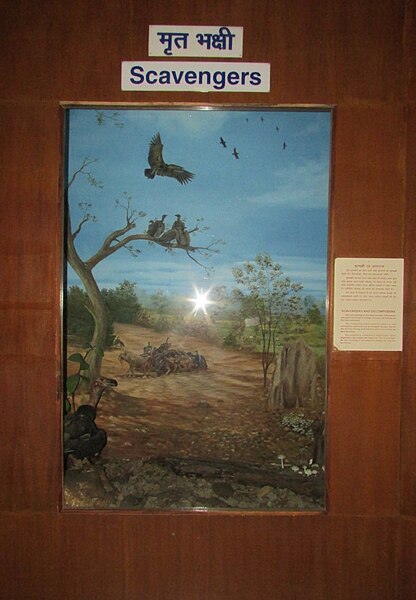 File:Exhibit of Scavengers at Regional Museum of Natural History,Bhopal,India.jpg