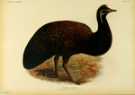 Vorschaubild für Känguru-Insel-Emu