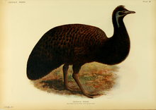 Extinctbirds1907 P40 Dromaius peroni0371.png