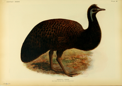 Ilustracija emua s Klokanovog otoka
