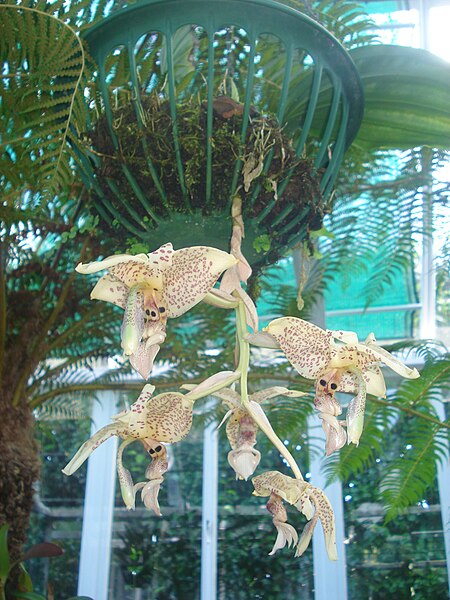 File:FAI HOR Fla BotanicalGarden orchids.jpg