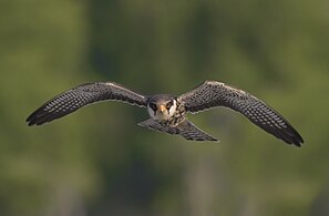 Amur falcon (Falco amurensis), Tengragiri Wildlife Sanctuary Photograph: Touhid Parvez Biplob (CC BY-SA 4.0)