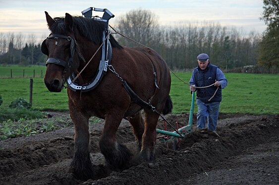 Farmer and horse ploughing the field