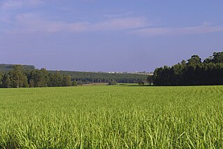 <span class="mw-page-title-main">Bioenergy</span> Renewable energy made from biomass