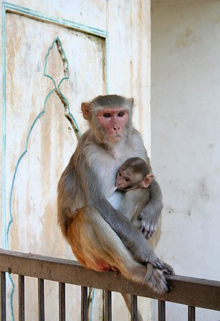 Female and juvenile rhesus macaque at Galtaji, Jaipur, Rajasthan, India.jpg