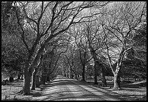 Oaks in winter
The mile-long drive to the house Fernside (28315165050).jpg