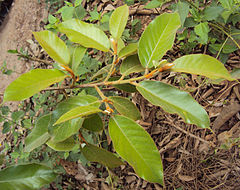 Фикус полита. Ficus drupacea. Ficus mysorensis. Ficus Virens. Фикус Цитрифолия.