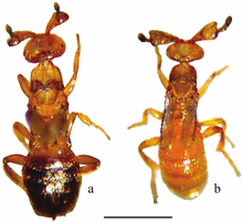 Рисунок-1-Мужчины-оф-Melittobia-parasitoid-wasps-a-M-acasta-b-M-australica-Scale-05.png