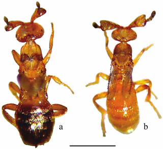 <i>Melittobia australica</i> Species of wasp