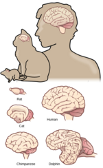 Vignette pour Évolution du cerveau