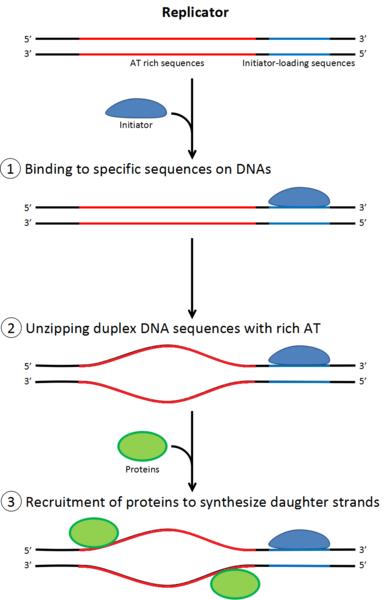 File:Figure Role of initiators for initiation of DNA replication.png