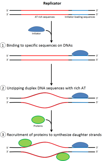 خطوات تضاعف dna