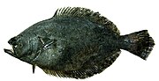 Thumbnail for Paralichthys adspersus