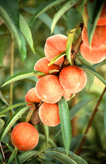 Prunus persica