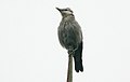 White-faced starling